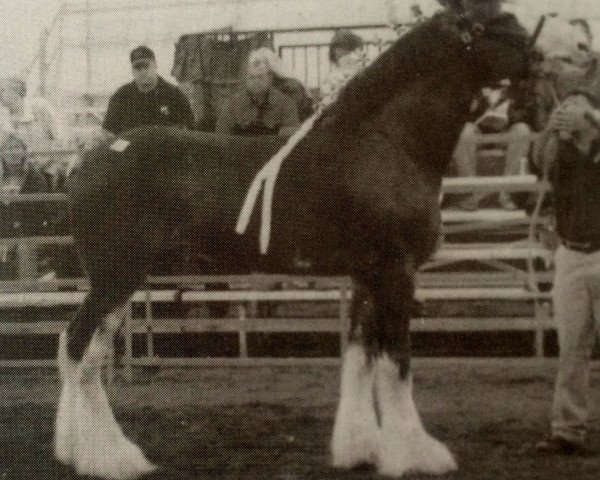 stallion Lynden Manor Sir Maverick (Clydesdale, 2002, from Collessie Independent)