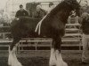 Deckhengst Lynden Manor Sir Maverick (Clydesdale, 2002, von Collessie Independent)