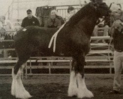 Deckhengst Lynden Manor Sir Maverick (Clydesdale, 2002, von Collessie Independent)