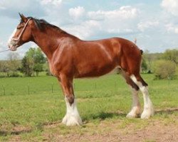 Zuchtstute Alamar L.S. Gabriella (Clydesdale, 2009, von Pinnacle's Lucky Strike)