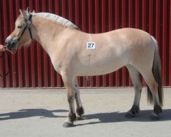 broodmare Trudvangs Frøya (Fjord Horse, 2015, from Kornvin Freidig N.2665)