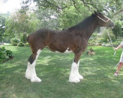 Zuchtstute Alamar L.S. Cheyenne (Clydesdale, 2010, von Pinnacle's Lucky Strike)