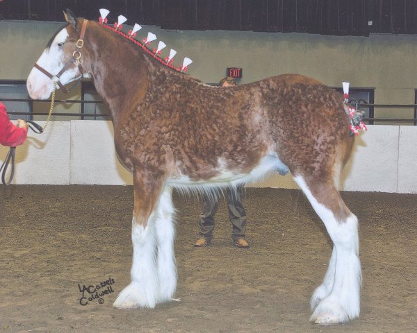 stallion Alamar L.S. Winston (Clydesdale, 2010, from Pinnacle's Lucky Strike)