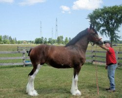 broodmare Alamar L.S. Veronica (Clydesdale, 2009, from Pinnacle's Lucky Strike)