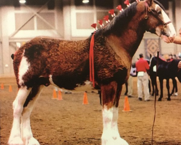 stallion Alamar L.S. Rambler (Clydesdale, 2013, from Pinnacle's Lucky Strike)