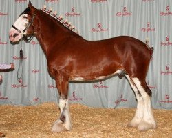 horse Alamar L.S. Lincoln (Clydesdale, 2011, from Pinnacle's Lucky Strike)