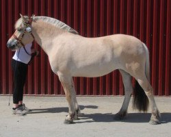 broodmare Birkelid Huldra (Fjord Horse, 2015, from Kamillas Tord)