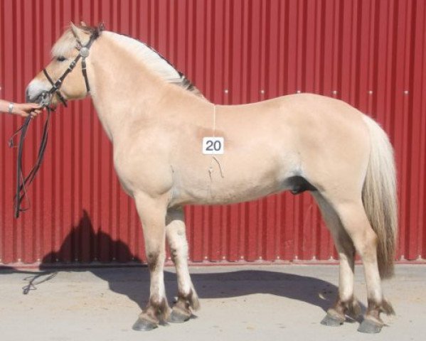 horse Langesæter Balder (Fjord Horse, 2016, from Lauvprinsen)