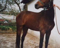 dressage horse Apollo (German Warmblood, 1995, from Aleman)