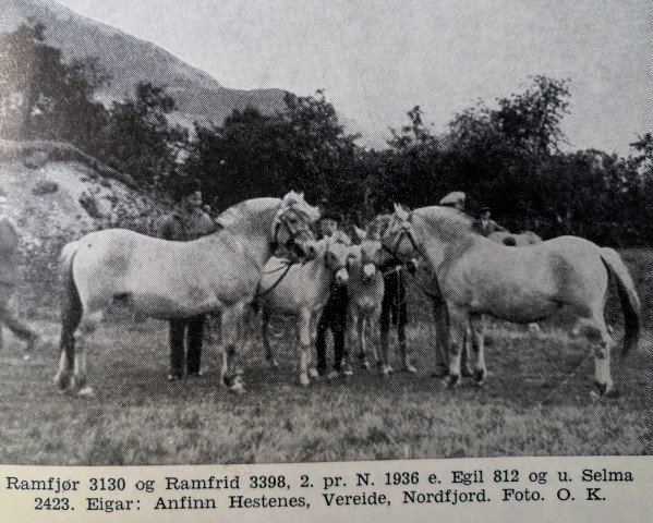 Pferd Ramfrid N.3398 (Fjordpferd, 1932, von Egil N.812)