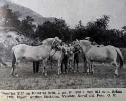 horse Ramfrid N.3398 (Fjord Horse, 1932, from Egil N.812)