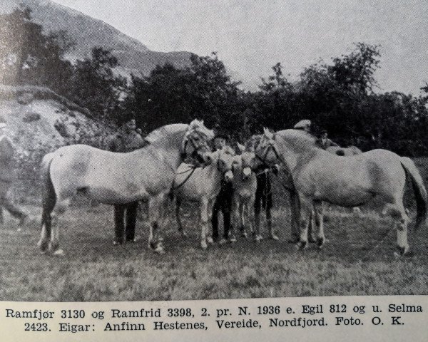 horse Ramfjør N.3130 (Fjord Horse, 1931, from Egil N.812)