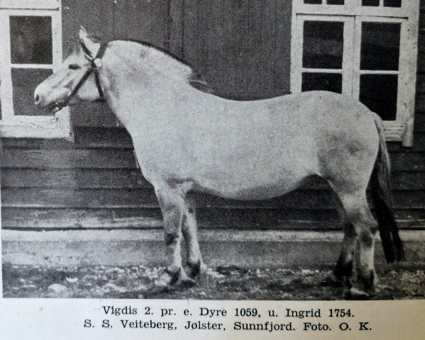 broodmare Vigdis N.9864 (Fjord Horse, 1945, from Dyre)