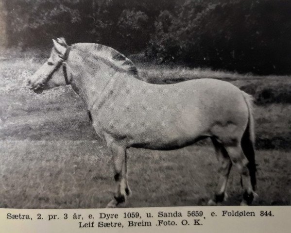 broodmare Sæthra N.8349 (Fjord Horse, 1942, from Dyre)