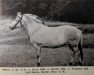 broodmare Sæthra N.8349 (Fjord Horse, 1942, from Dyre)