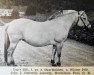 broodmare Inger (Fjord Horse, 1938, from Øyarblakken)