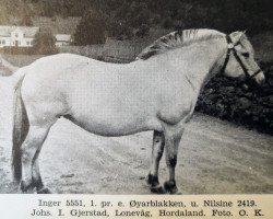 Zuchtstute Inger (Fjordpferd, 1938, von Øyarblakken)