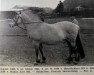 stallion August N.1030 (Fjord Horse, 1936, from Øyarblakken)