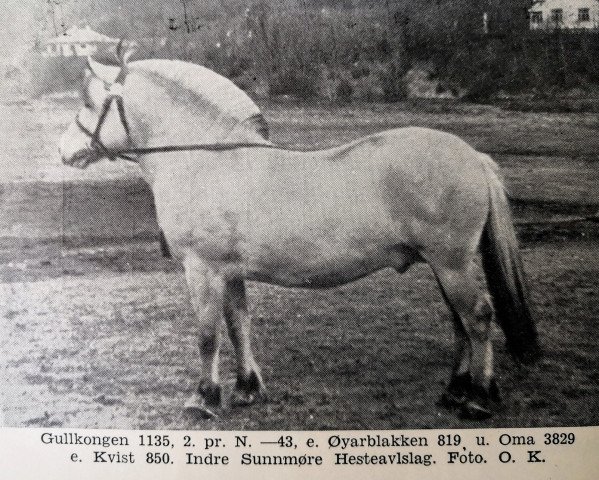 stallion Gullkongen N.1135 (Fjord Horse, 1939, from Øyarblakken)