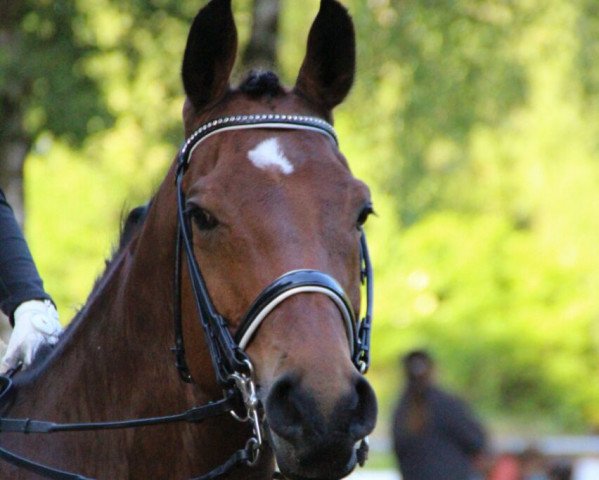 dressage horse Flummy 9 (Westphalian, 2003, from Fürst Piccolo)