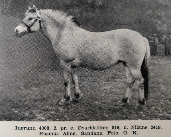 broodmare Ingrunn N.4308 (Fjord Horse, 1935, from Øyarblakken)