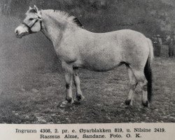 Zuchtstute Ingrunn N.4308 (Fjordpferd, 1935, von Øyarblakken)