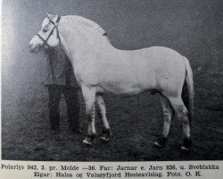 horse Polarlys N.942 (Fjord Horse, 1932, from Jarnar FJH 5)