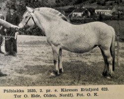 broodmare Pålblakka N.2535 (Fjord Horse, 1927, from Kåreson-Eresfjord)