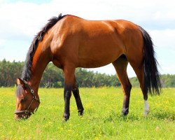 Springpferd Brisbane SC (Holsteiner, 2009, von Clinsmann 2)