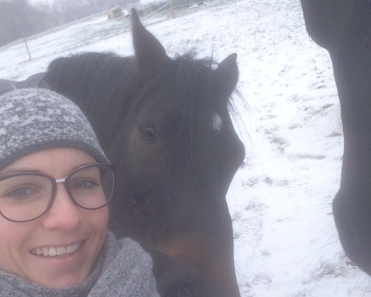 Springpferd Casanova (Westfale,  , von Comme il Faut)