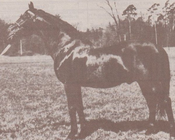 stallion Furioso XIV-30 (Furioso, 1948, from Furioso XIII-2)
