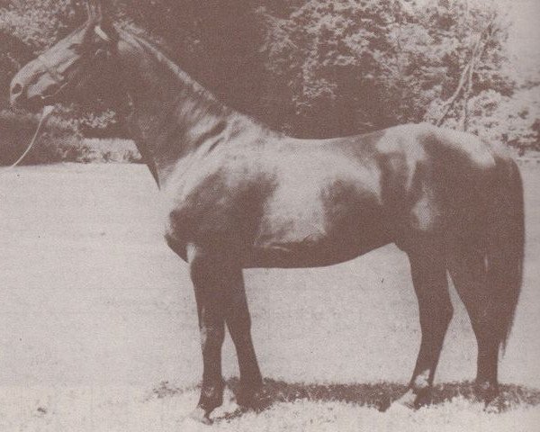 stallion Diktant (Hanoverian, 1968, from Diskant 4012)