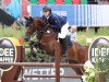 jumper Hidro van de Oude Hoeve (Belgian Warmblood, 2007, from Nagano)