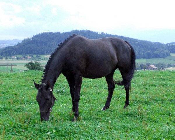 broodmare Lesley (Swiss Warmblood, 2005, from Veneur du Defey)