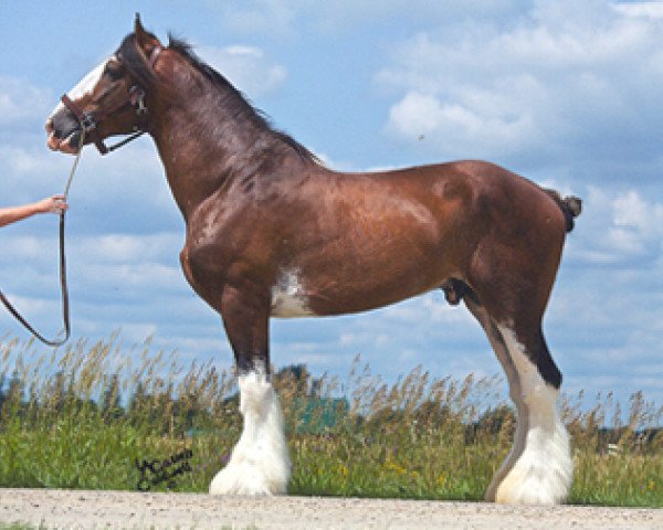 Deckhengst Alamar L.S. Lightning (Clydesdale, 2008, von Pinnacle's Lucky Strike)