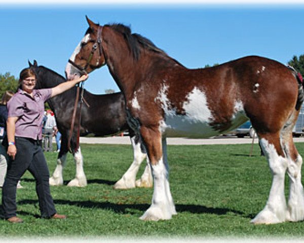 Zuchtstute Alamar L.S. Kyra (Clydesdale, 2006, von Pinnacle's Lucky Strike)