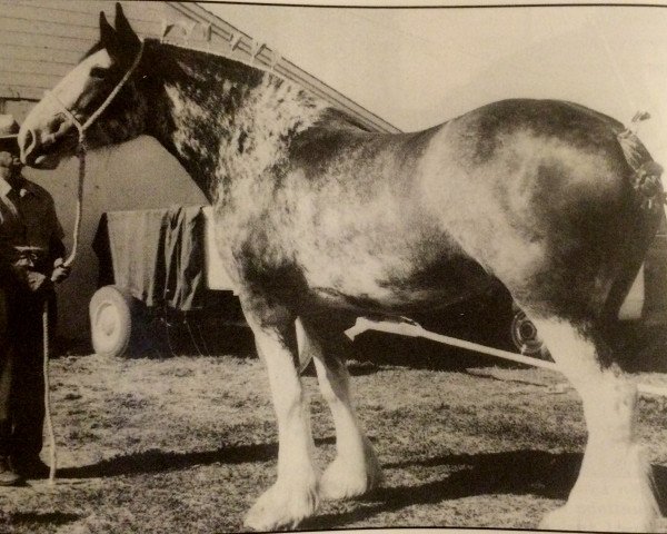 Zuchtstute Croydon Isabel (Clydesdale, 1968, von Commander 30630)