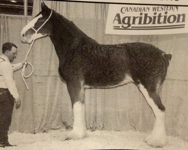 broodmare Donegal Lady Iona (Clydesdale, 1992, from Ayton Perfection)