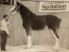 Zuchtstute Donegal Lady Iona (Clydesdale, 1992, von Ayton Perfection)