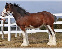 Zuchtstute Alamar L.S. Helena (Clydesdale, 2007, von Pinnacle's Lucky Strike)