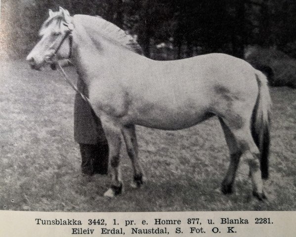 Pferd Tunsblakka N.3442 (Fjordpferd, 1932, von Hombre N.877)