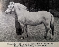 horse Tunsblakka N.3442 (Fjord Horse, 1932, from Hombre N.877)