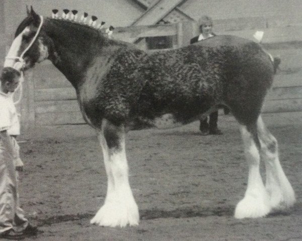 Zuchtstute Mollinsburn Mandy (Clydesdale, 1999, von Greendykes Footprint)