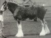 Zuchtstute Mollinsburn Mandy (Clydesdale, 1999, von Greendykes Footprint)