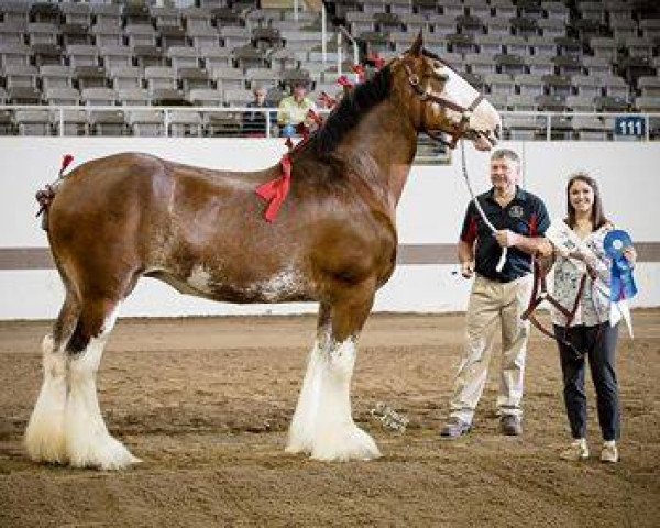 Zuchtstute Alamar L.S. Dafney (Clydesdale, 2009, von Pinnacle's Lucky Strike)