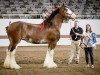 broodmare Alamar L.S. Dafney (Clydesdale, 2009, from Pinnacle's Lucky Strike)