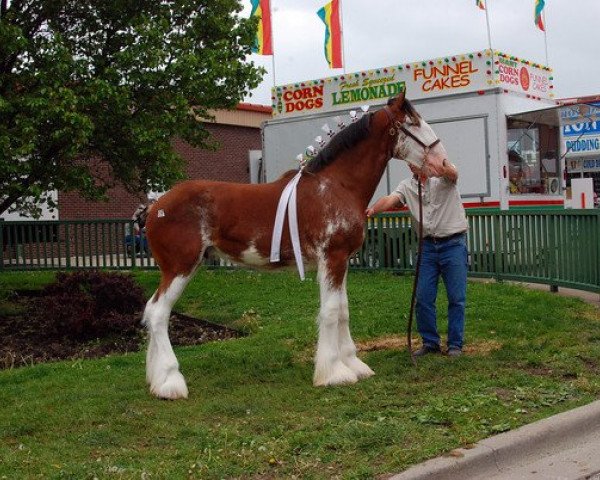 stallion Alamar L.S. Casey (Clydesdale, 2009, from Pinnacle's Lucky Strike)