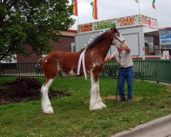 stallion Alamar L.S. Casey (Clydesdale, 2009, from Pinnacle's Lucky Strike)