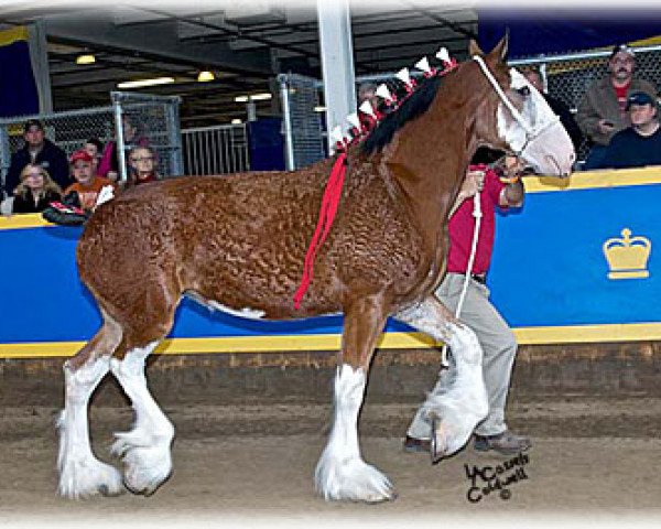 Zuchtstute Alamar L.S. Bailey (Clydesdale, 2010, von Pinnacle's Lucky Strike)