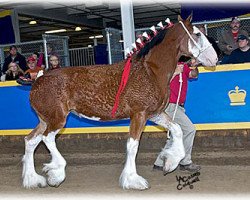 broodmare Alamar L.S. Bailey (Clydesdale, 2010, from Pinnacle's Lucky Strike)